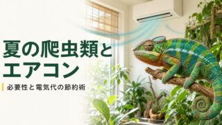 夏の爬虫類をエアコンで温度管理し電気代を節約する方法を示すアイキャッチ