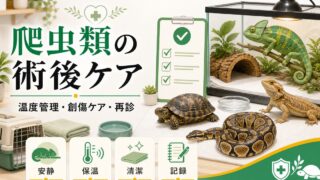 爬虫類の術後ケア・回復管理完全ガイド｜手術後の温度管理・創傷ケア・栄養補給・再診タイミングまで徹底解説の要点を伝えるカメレオン・爬虫類記事アイキャッチ画像