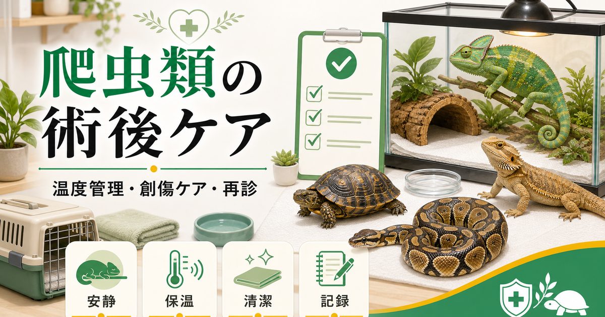 爬虫類の術後ケア・回復管理完全ガイド｜手術後の温度管理・創傷ケア・栄養補給・再診タイミングまで徹底解説の要点を伝えるカメレオン・爬虫類記事アイキャッチ画像