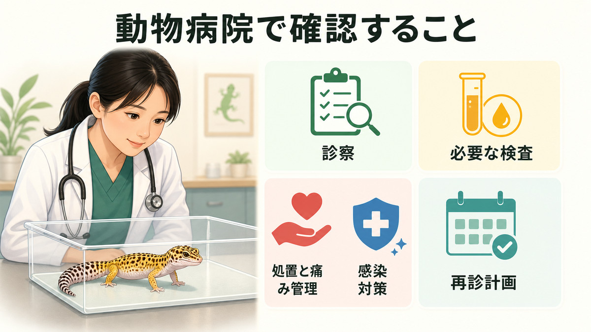 爬虫類を診る動物病院での診察・検査・処置・再診の流れ