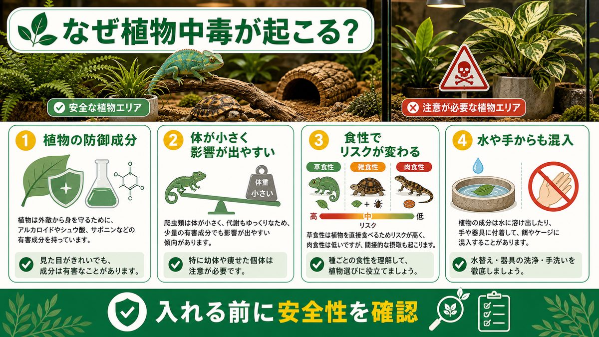 爬虫類と植物の関係——なぜ植物中毒が起こるのかの要点をまとめたカメレオン・爬虫類飼育インフォグラフィック
