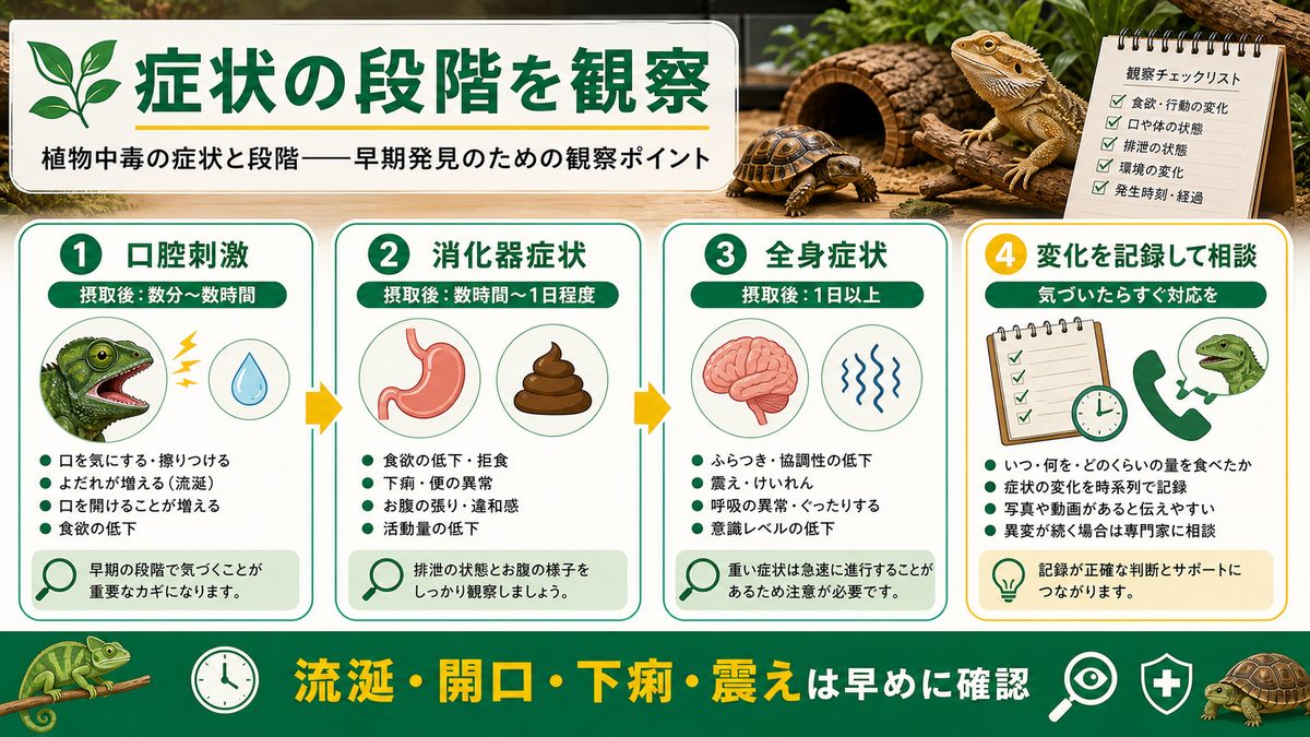 植物中毒の症状と段階——早期発見のための観察ポイントの要点をまとめたカメレオン・爬虫類飼育インフォグラフィック