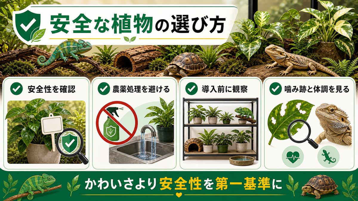 テラリウムに安全な植物——草食性爬虫類も安心して使える植物リストの要点をまとめたカメレオン・爬虫類飼育インフォグラフィック