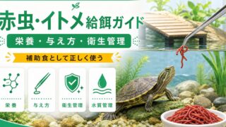 赤虫・イトメを水棲爬虫類の餌に！完全ガイド｜チズガメ・水棲カメ・水棲ヘビへの栄養・与え方・注意点を徹底解説の要点を伝えるカメレオン・爬虫類記事アイキャッチ画像