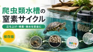 爬虫類テラリウムの窒素サイクル・水質管理完全ガイド｜水棲ガメ・水棲ヘビ・半水棲種の飼育水を安全に保つ方法の要点を伝えるカメレオン・爬虫類記事アイキャッチ画像
