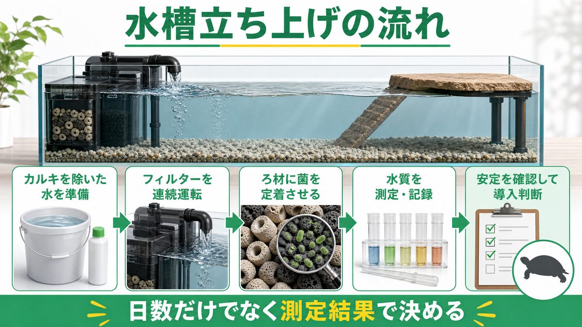水槽の立ち上げ方法🌱の要点をまとめたカメレオン・爬虫類飼育インフォグラフィック
