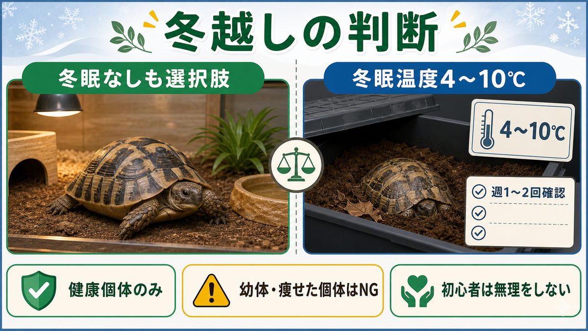 冬眠管理——日本でのロシアリクガメの冬越し対策の要点をまとめたカメレオン・爬虫類飼育インフォグラフィック