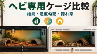 コーンスネークとボールパイソンの安全な専用ケージを比較するアイキャッチ