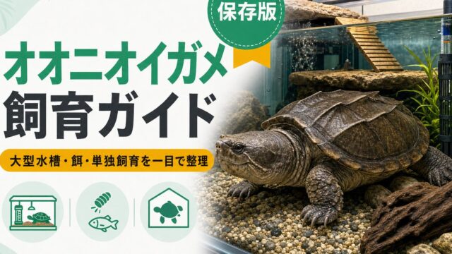 オオニオイガメ（Staurotypus）飼育完全ガイド｜メキシコ産の大型ニオイガメの特徴・水槽・餌の要点を伝えるカメレオン・爬虫類記事アイキャッチ画像