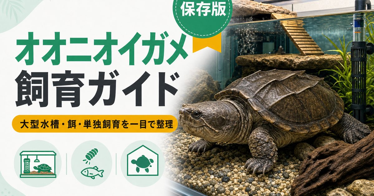 オオニオイガメ（Staurotypus）飼育完全ガイド｜メキシコ産の大型ニオイガメの特徴・水槽・餌の要点を伝えるカメレオン・爬虫類記事アイキャッチ画像