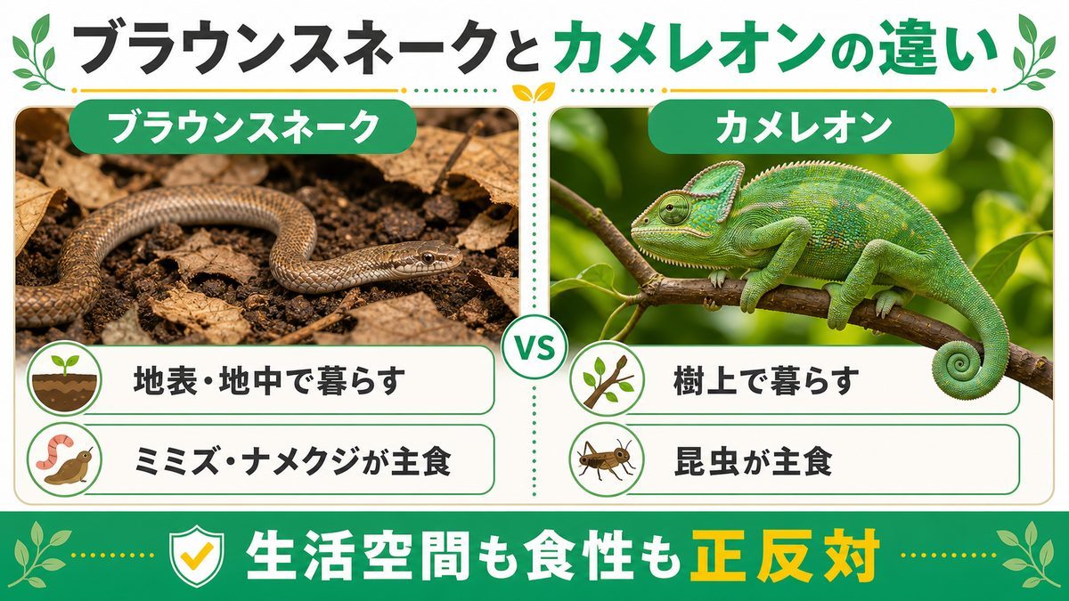 カメレオン（ぺぺ君）との違いの要点をまとめたカメレオン・爬虫類飼育インフォグラフィック