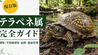 テラペネ属（Terrapene）完全ガイド｜北米ハコガメの種類・特徴・半陸棲飼育法を属レベルで解説の要点を伝えるカメレオン・爬虫類記事アイキャッチ画像