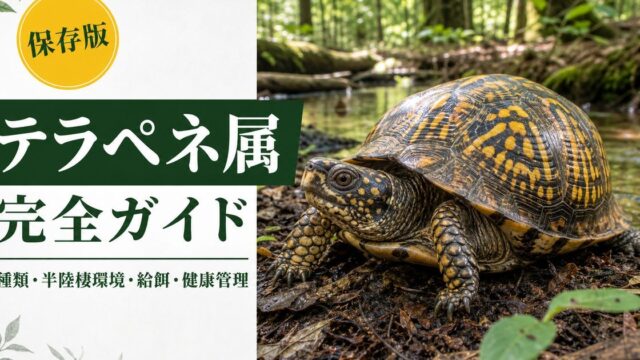テラペネ属（Terrapene）完全ガイド｜北米ハコガメの種類・特徴・半陸棲飼育法を属レベルで解説の要点を伝えるカメレオン・爬虫類記事アイキャッチ画像