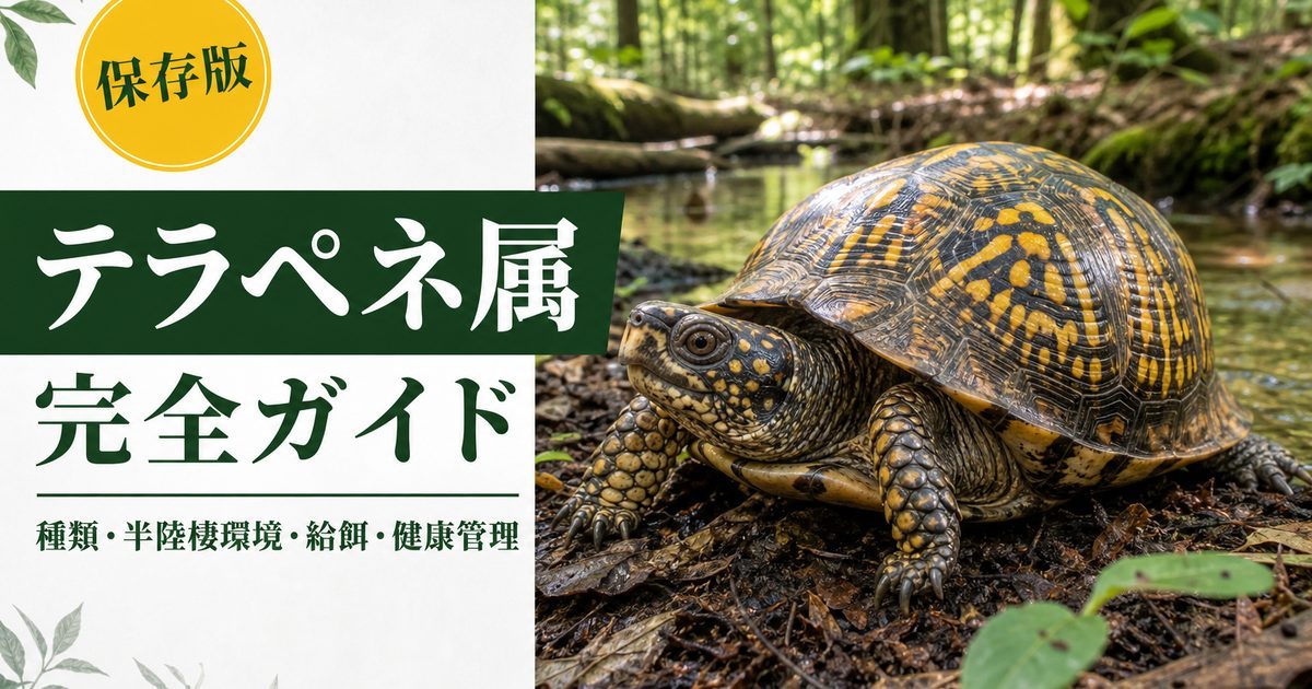 テラペネ属（Terrapene）完全ガイド｜北米ハコガメの種類・特徴・半陸棲飼育法を属レベルで解説の要点を伝えるカメレオン・爬虫類記事アイキャッチ画像
