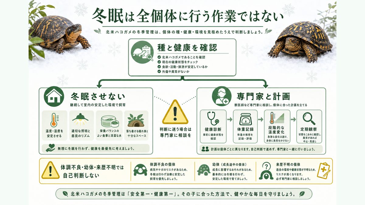 冬眠管理｜野外冬眠・冷蔵庫冬眠・温度プロトコルの要点をまとめたカメレオン・爬虫類飼育インフォグラフィック