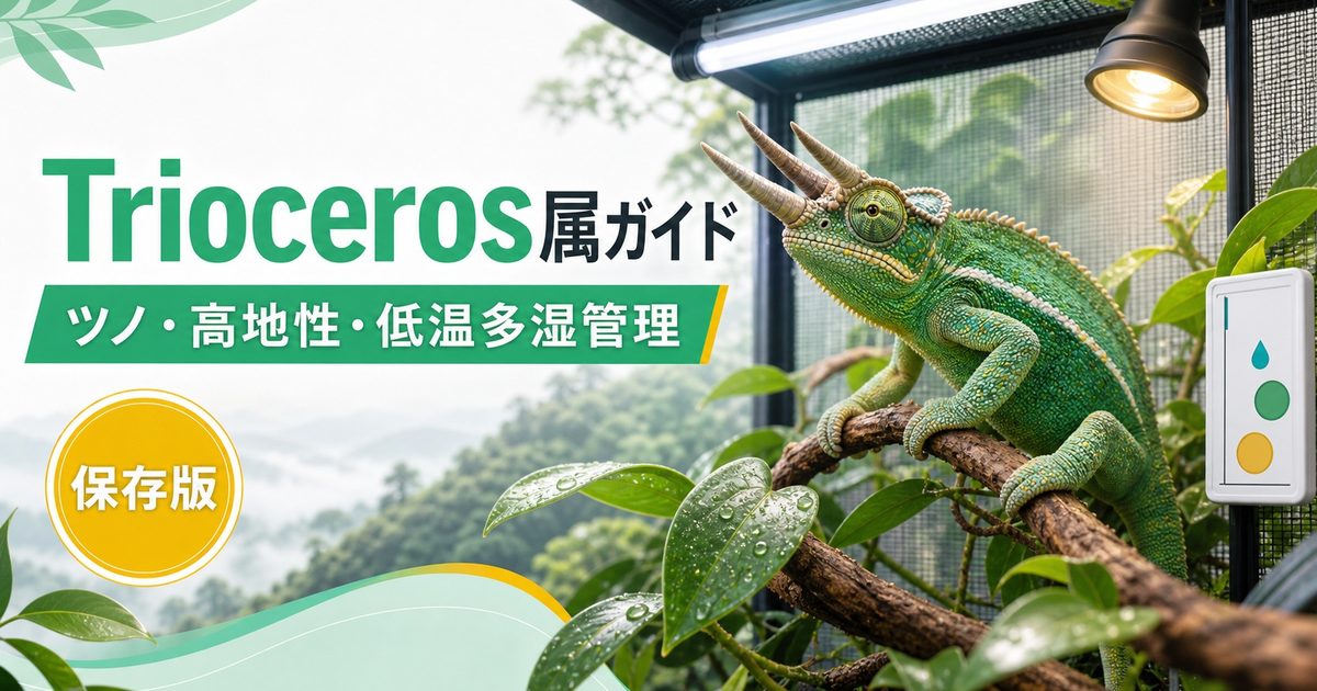 Trioceros属（トリオセロス）完全ガイド｜アフリカ産ツノカメレオンの種類・特徴・飼育法の要点を伝えるカメレオン・爬虫類記事アイキャッチ画像