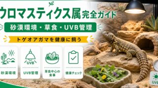 ウロマスティクス属（Uromastyx）完全ガイド｜トゲオアガマの種類・特徴・砂漠草食飼育法を属レベルで解説の要点を伝えるカメレオン・爬虫類記事アイキャッチ画像