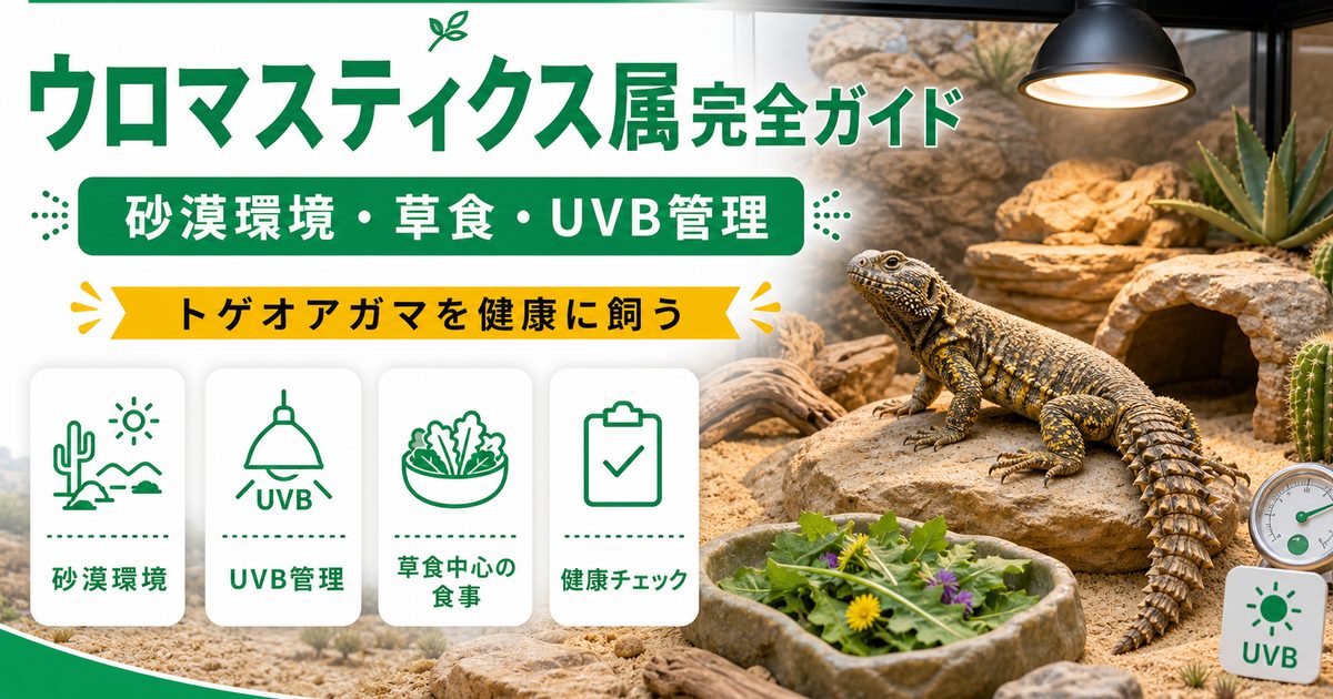 ウロマスティクス属（Uromastyx）完全ガイド｜トゲオアガマの種類・特徴・砂漠草食飼育法を属レベルで解説の要点を伝えるカメレオン・爬虫類記事アイキャッチ画像