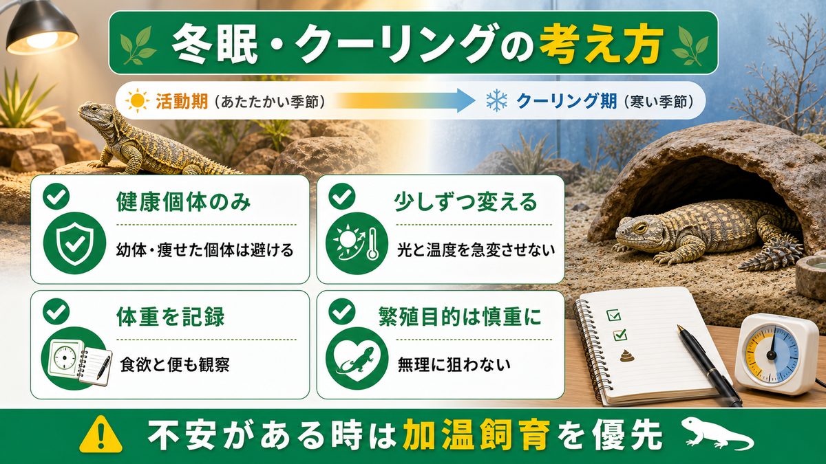 ❄️ 冬眠・クーリング｜健康な繁殖準備と半冬眠管理の要点をまとめたカメレオン・爬虫類飼育インフォグラフィック