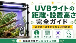 UVBライトの距離・設置高さ完全ガイド｜近すぎ遠すぎを防ぐ照射距離とUVI測定を徹底解説の要点を伝えるカメレオン・爬虫類記事アイキャッチ画像