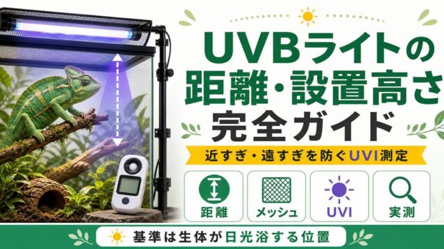 UVBライトの距離・設置高さ完全ガイド｜近すぎ遠すぎを防ぐ照射距離とUVI測定を徹底解説の要点を伝えるカメレオン・爬虫類記事アイキャッチ画像