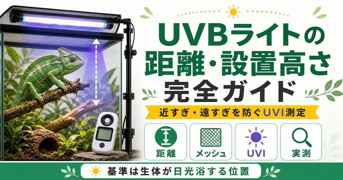UVBライトの距離・設置高さ完全ガイド｜近すぎ遠すぎを防ぐ照射距離とUVI測定を徹底解説の要点を伝えるカメレオン・爬虫類記事アイキャッチ画像