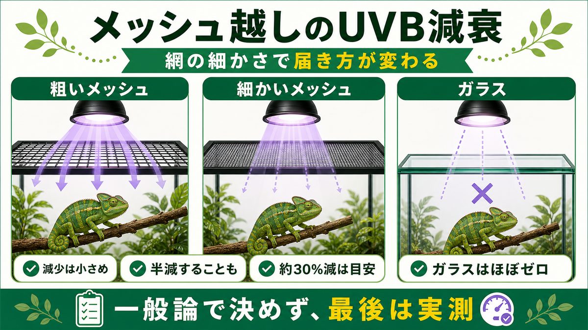 メッシュ越しでUVBはどれくらい減る?の要点をまとめたカメレオン・爬虫類飼育インフォグラフィック