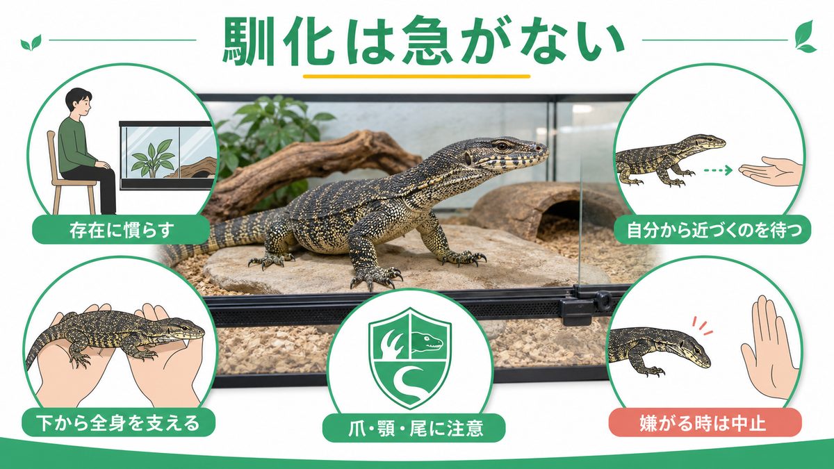 ハンドリングと馴化：知能の高さを活かした信頼関係の構築の要点をまとめたカメレオン・爬虫類飼育インフォグラフィック