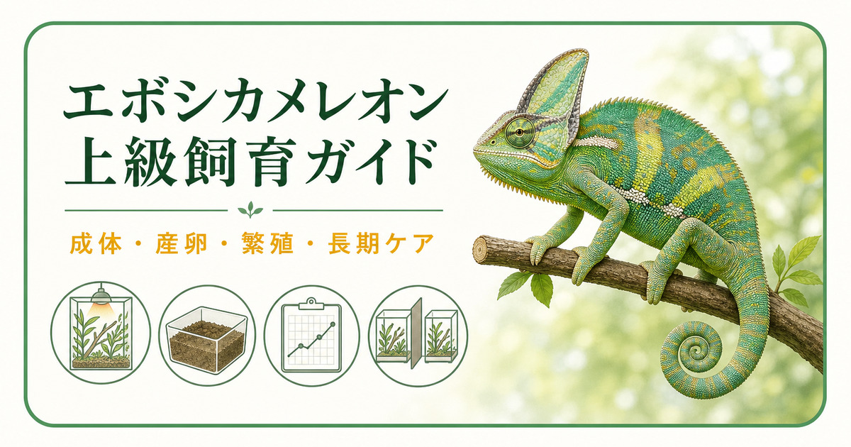 エボシカメレオンの成体環境・産卵・健康記録・単独飼育を示した上級飼育ガイドのアイキャッチ