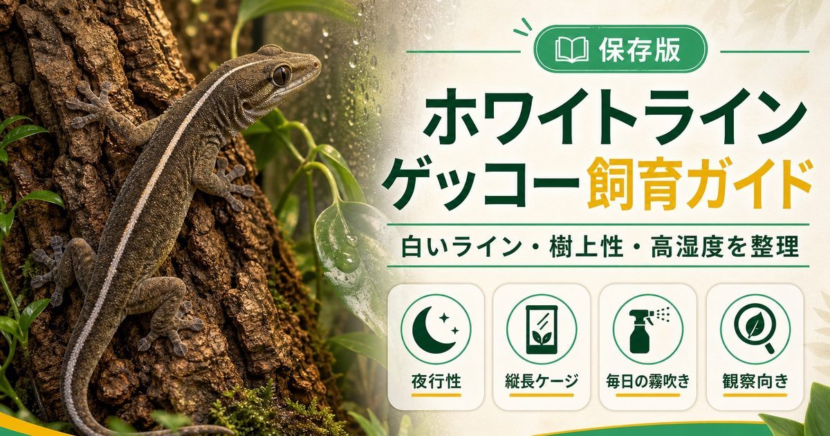 ホワイトラインゲッコー（Gekko vittatus）飼育完全ガイド｜白い線が美しい樹上性ヤモリの要点を伝えるカメレオン・爬虫類記事アイキャッチ画像