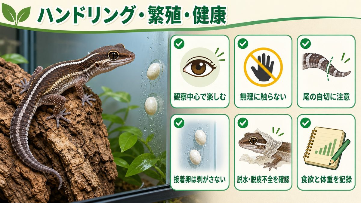 ハンドリング・繁殖・健康の要点をまとめたカメレオン・爬虫類飼育インフォグラフィック