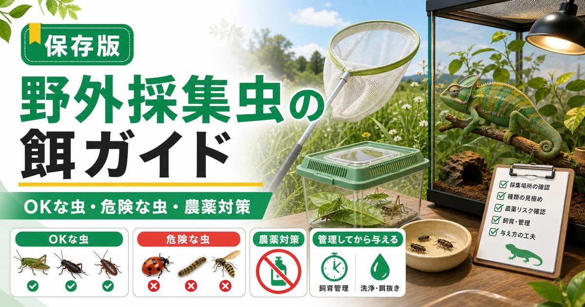 野外で採れた虫を爬虫類の餌に！与えてOKな虫・危険な虫・農薬と寄生虫のリスク対策の要点を伝えるカメレオン・爬虫類記事アイキャッチ画像