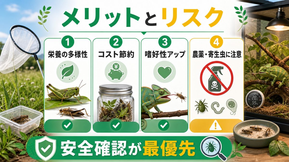 野外採取昆虫のメリットとリスクの要点をまとめたカメレオン・爬虫類飼育インフォグラフィック