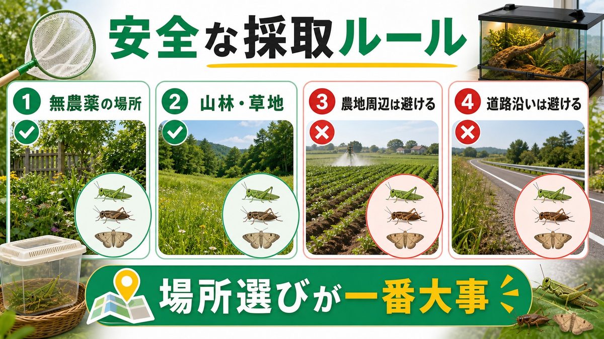 安全な採取方法・場所・季節の要点をまとめたカメレオン・爬虫類飼育インフォグラフィック