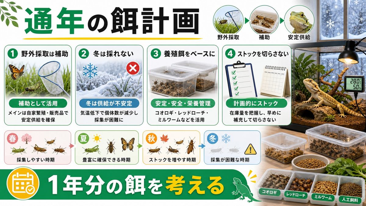 冬の代替と通年の餌計画の要点をまとめたカメレオン・爬虫類飼育インフォグラフィック