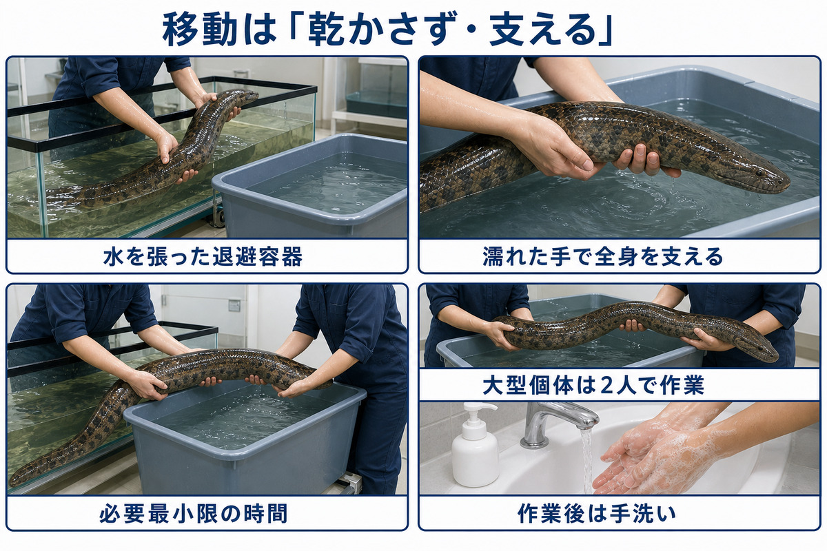 ジャワヤスリヘビを乾かさず全身を支え水を張った容器へ短時間で移す手順と手洗いの図解