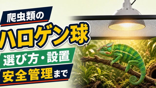 爬虫類用ハロゲン球の選び方・設置・安全管理を示すカメレオンのアイキャッチ