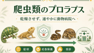 爬虫類のプロラプスを発見したら組織を乾燥させず速やかに動物病院へ向かうことを示した緊急ガイド