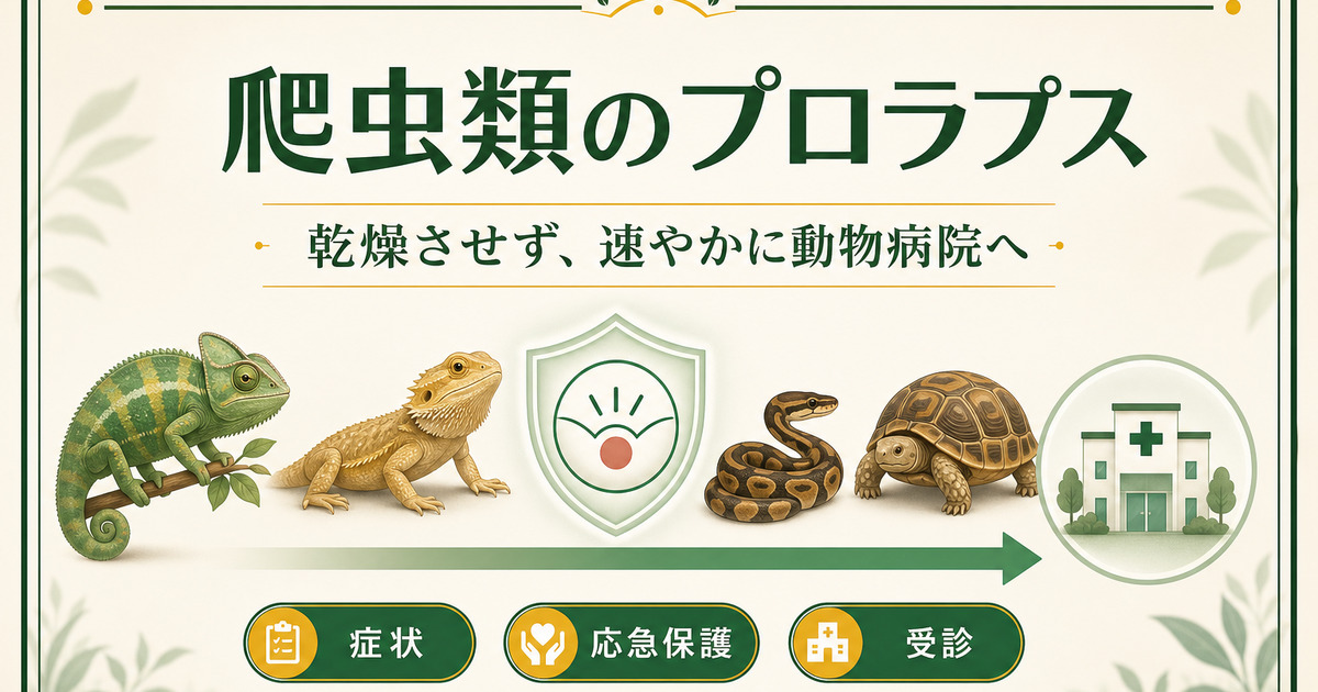爬虫類のプロラプスを発見したら組織を乾燥させず速やかに動物病院へ向かうことを示した緊急ガイド