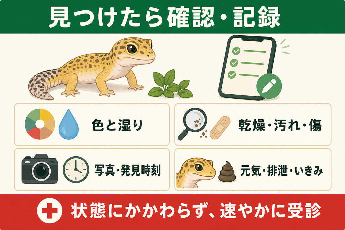 爬虫類のプロラプスで色と湿り・乾燥や傷・写真と発見時刻・元気や排泄を確認して速やかに受診する図解