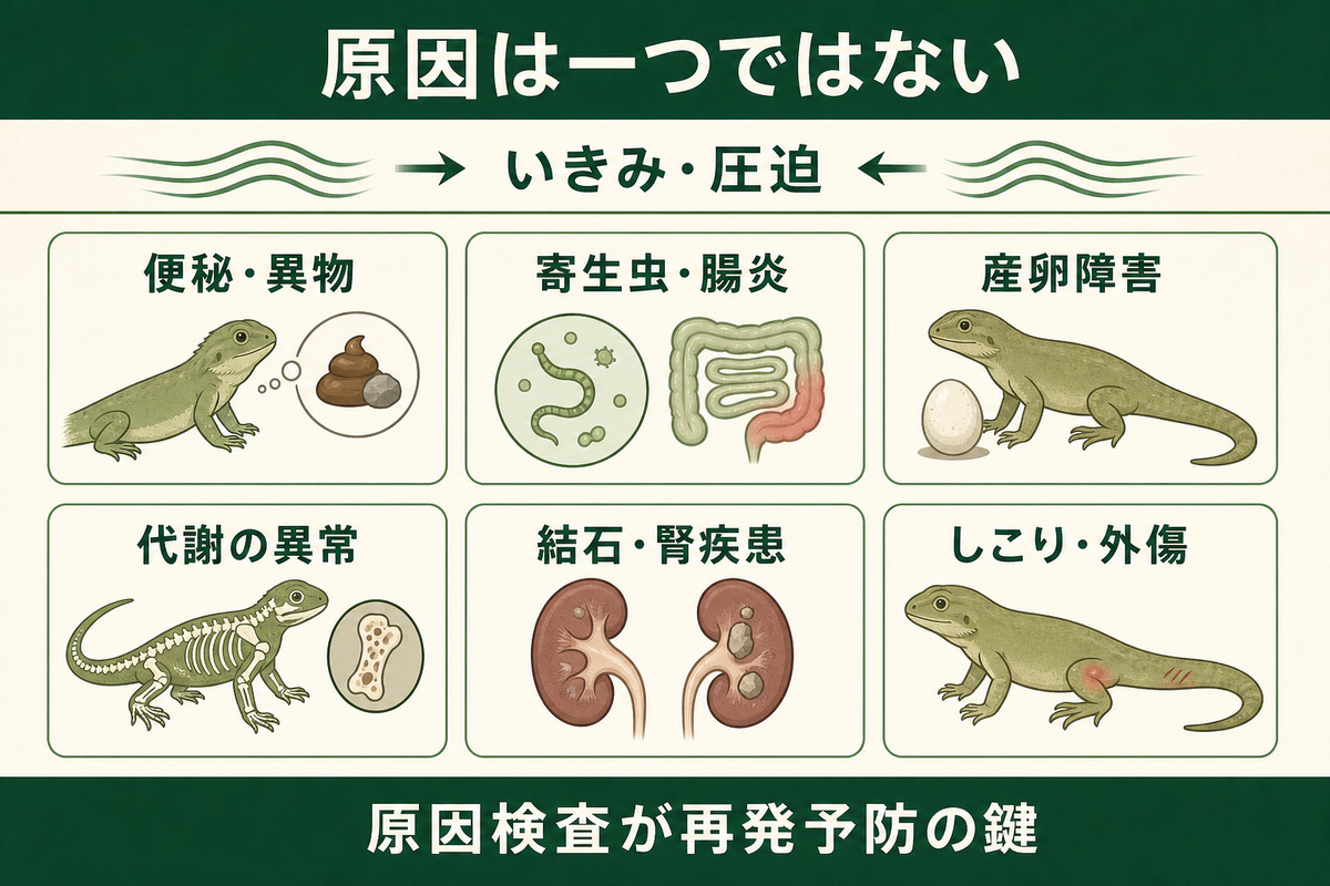 爬虫類のプロラプスにつながる便秘・異物・寄生虫・腸炎・産卵障害・代謝異常・腎疾患・しこり・外傷の図解