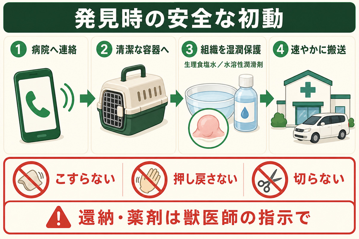 爬虫類のプロラプス発見時に病院へ連絡し清潔な容器で組織を湿潤保護して速やかに搬送する4手順