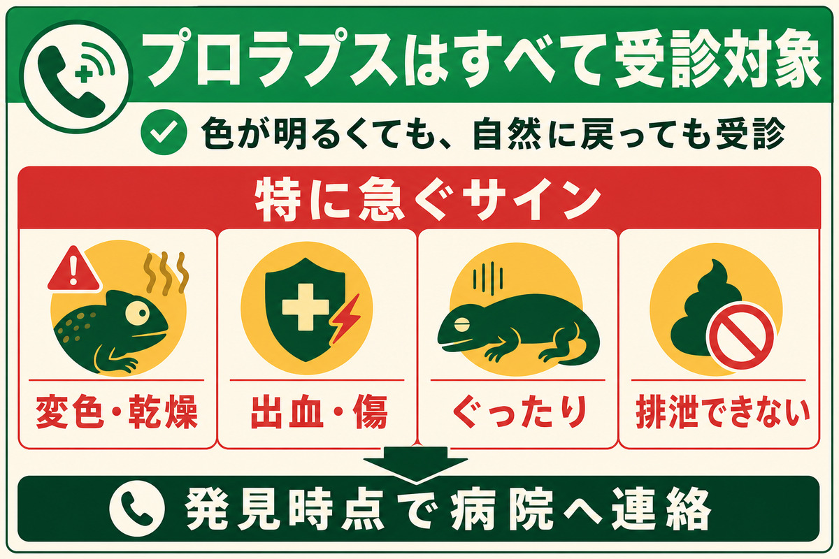 爬虫類のプロラプスは全例受診対象で変色・乾燥・出血・傷・ぐったり・排泄不能は特に急ぐことを示す図解