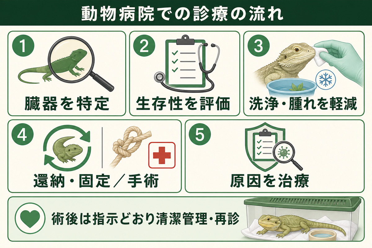 動物病院で臓器特定・生存性評価・洗浄と腫れ軽減・還納固定または手術・原因治療を行う流れの図解