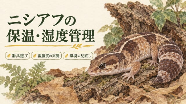 ニシアフの保温と湿度管理。器具選び、温湿度の実測、環境の見直しを伝えるイラスト。
